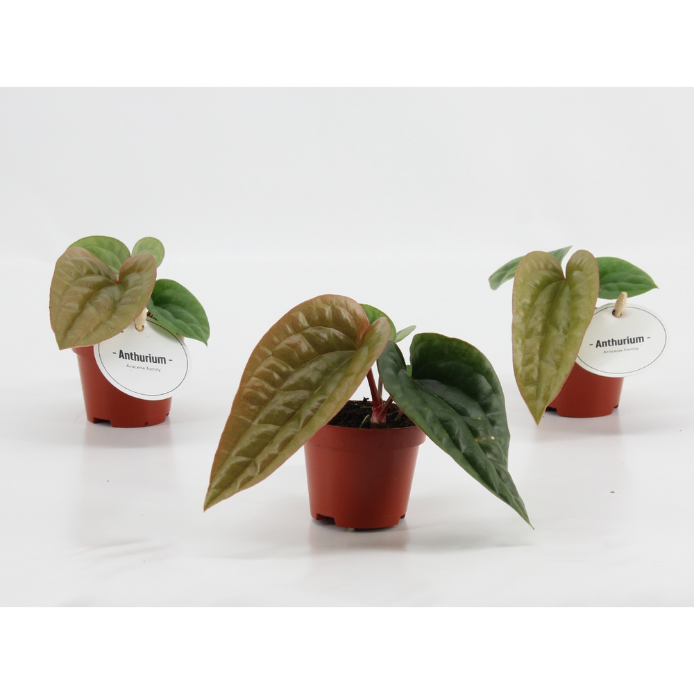 Anthurium Luxurians x Radicans.