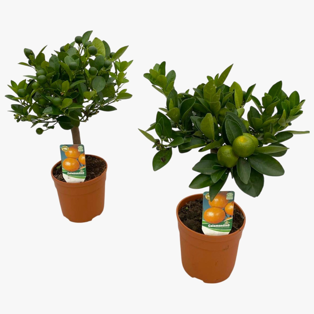 Citrus calamondin "op stam".