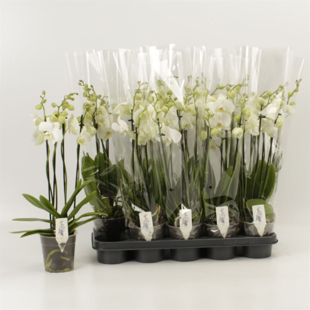 Phalaenopsis Anthura Inverness 4 tak Inverness.