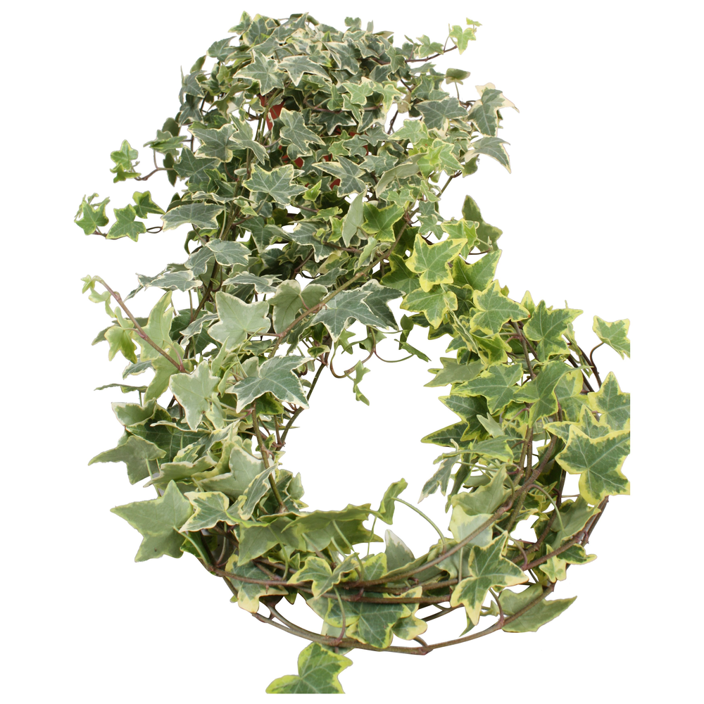 Hedera helix Gold Child lange plant.