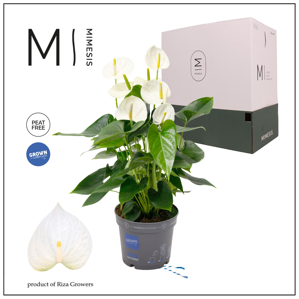 Mimesis Anthurium KARMA White Compact - 17cm.