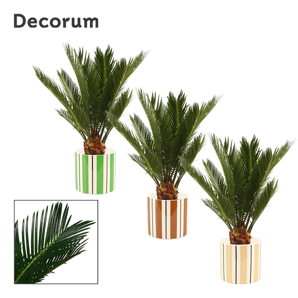 Cycas revoluta 12 cm, 6+ veren in Beau (Natural bu.