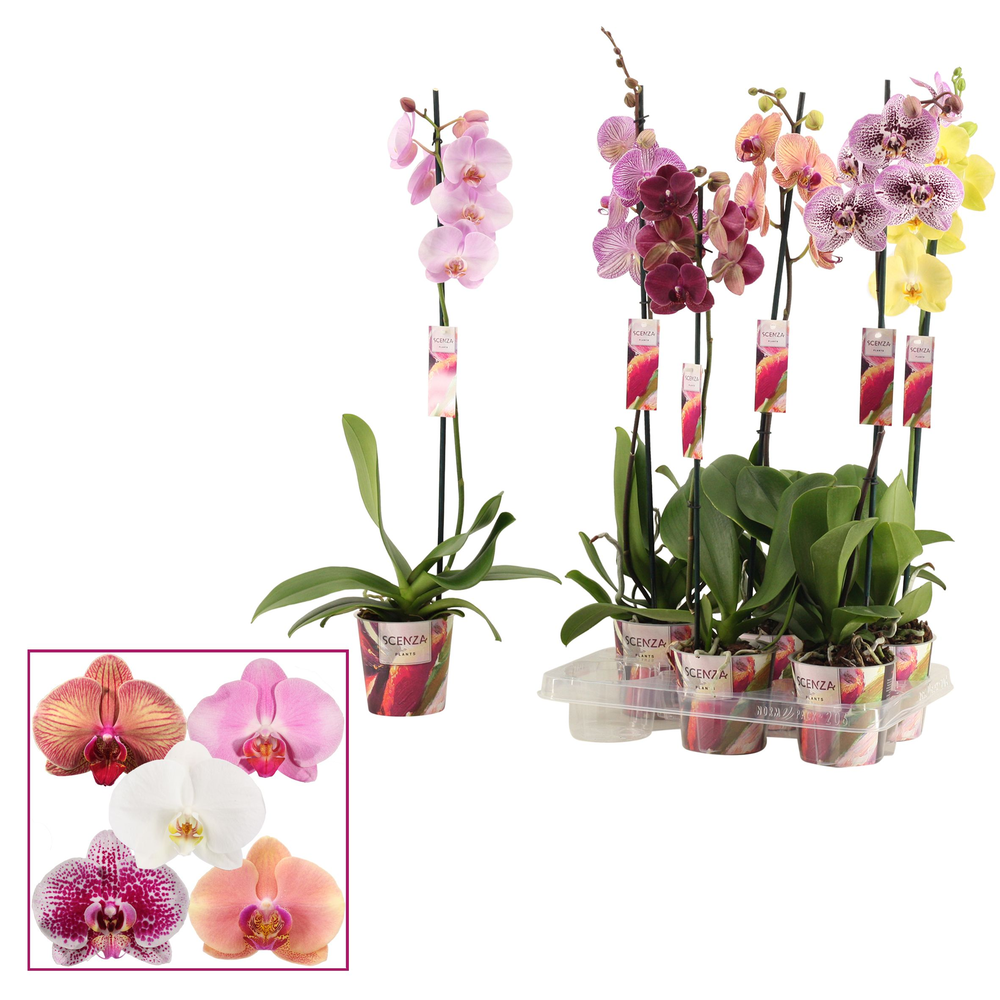 Phalaenopsis 1 tak 9+ mix (Scenza).