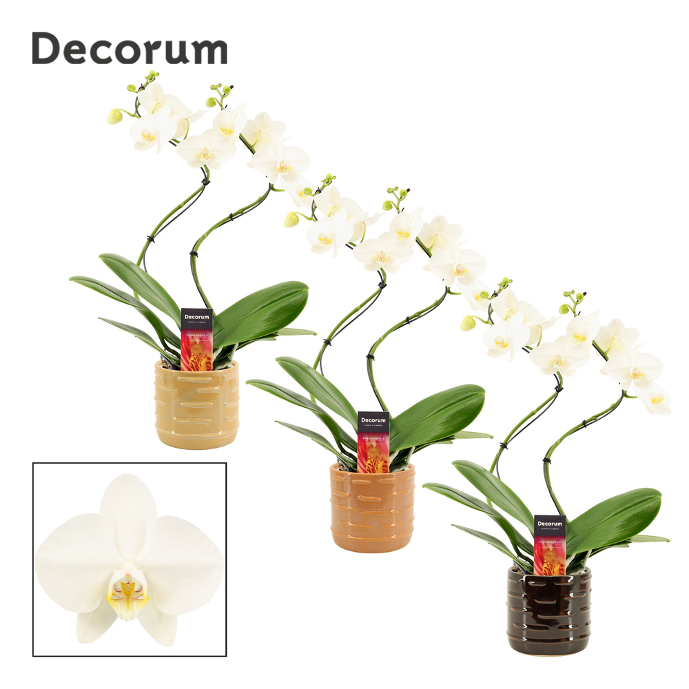 Phalaenopsis hurricane wit in Lois (Deco-collectio.