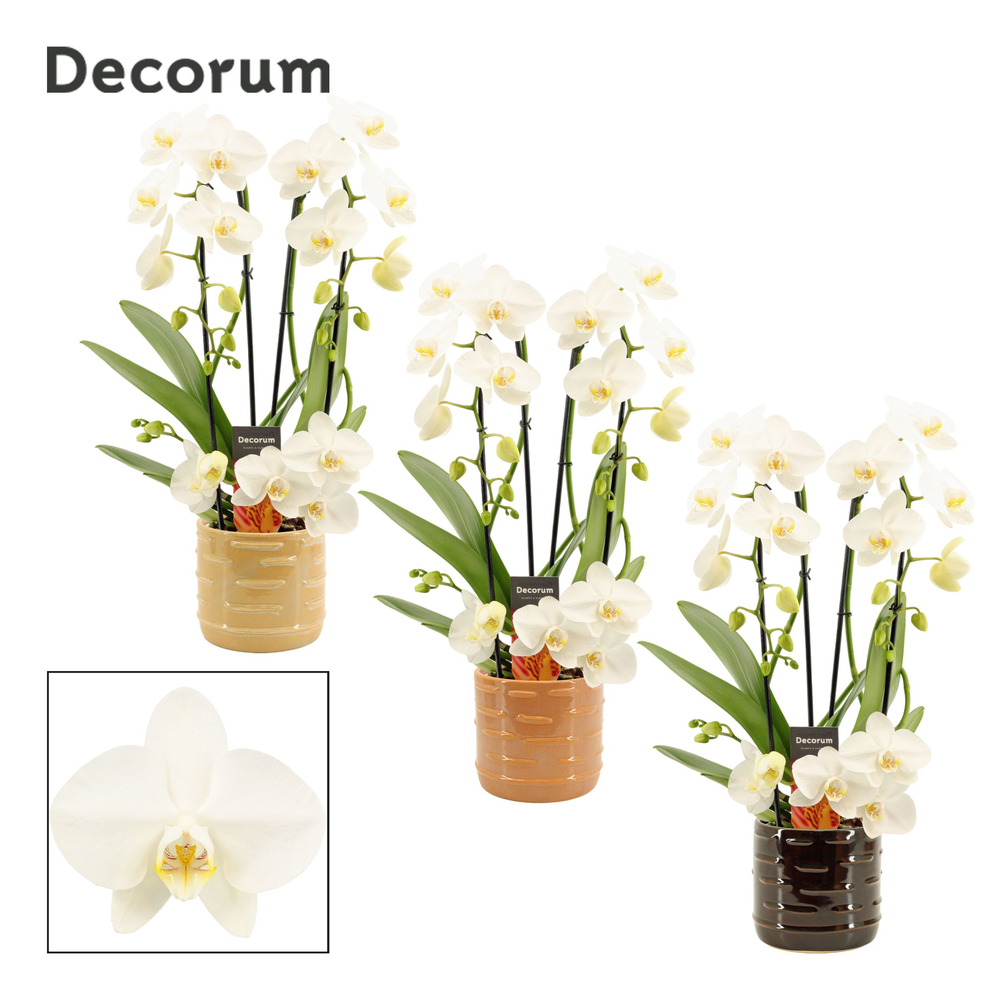 Phalaenopsis twirl wit in Lois (Deco-collection).