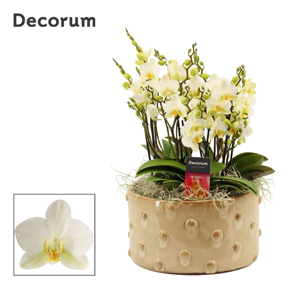 Belle dazzling Lausanne 9+ tak symphony (Deco-coll.