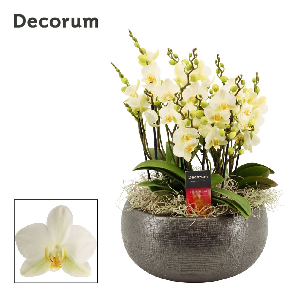 Nero dazzling Lausanne 9+ tak symphony (Deco-colle.