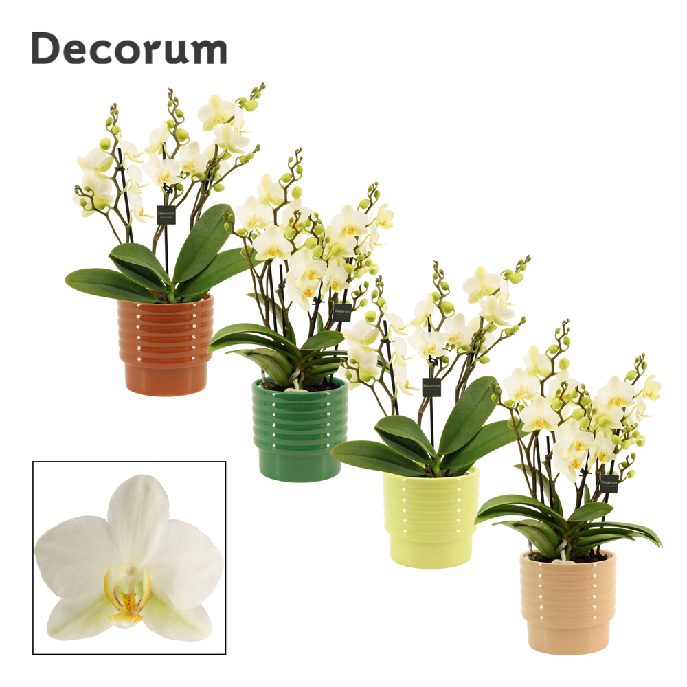 Phalaenopsis dazzling Lausanne 3-4 tak in Naemi (N.