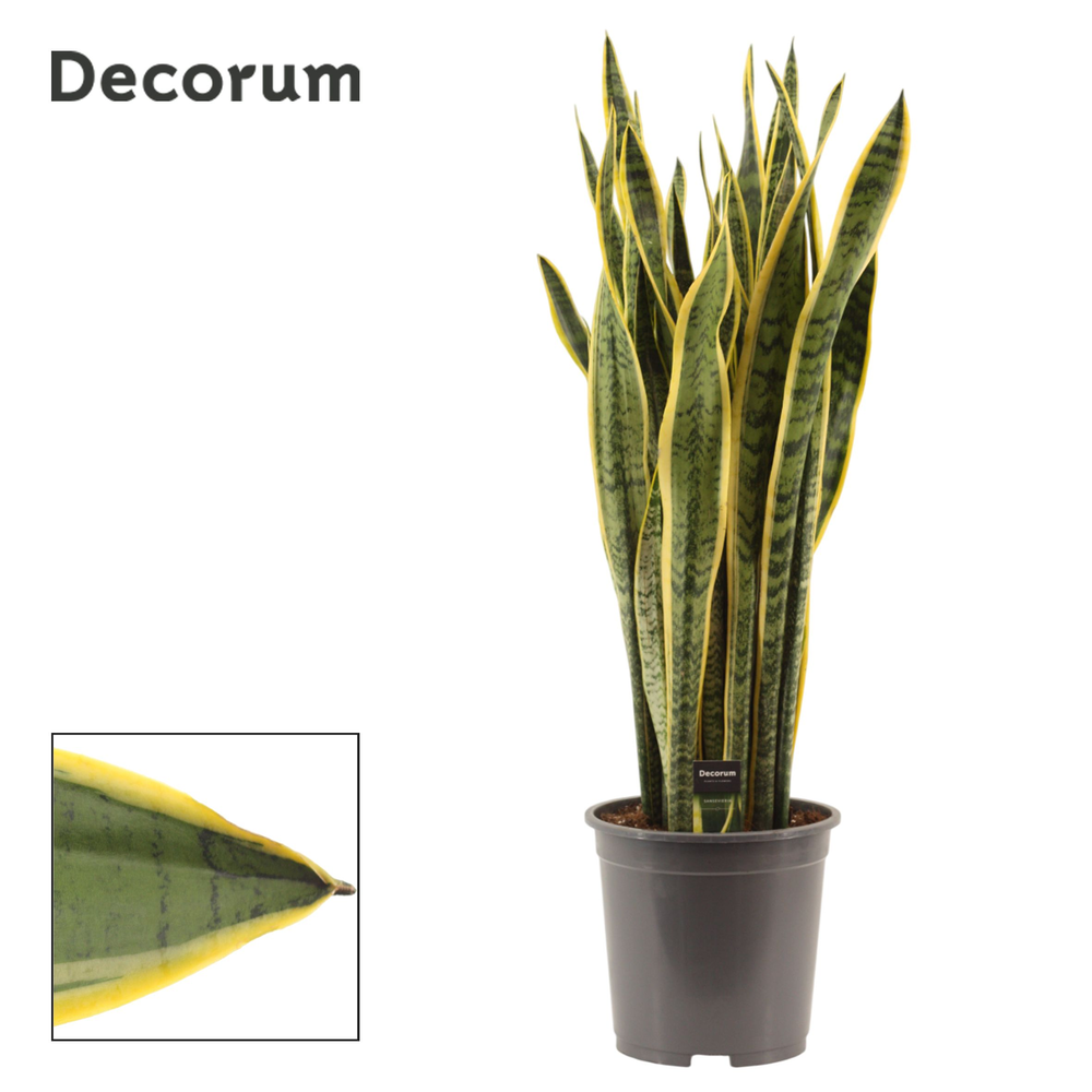 Sansevieria Laurentii 27 cm (Decorum).