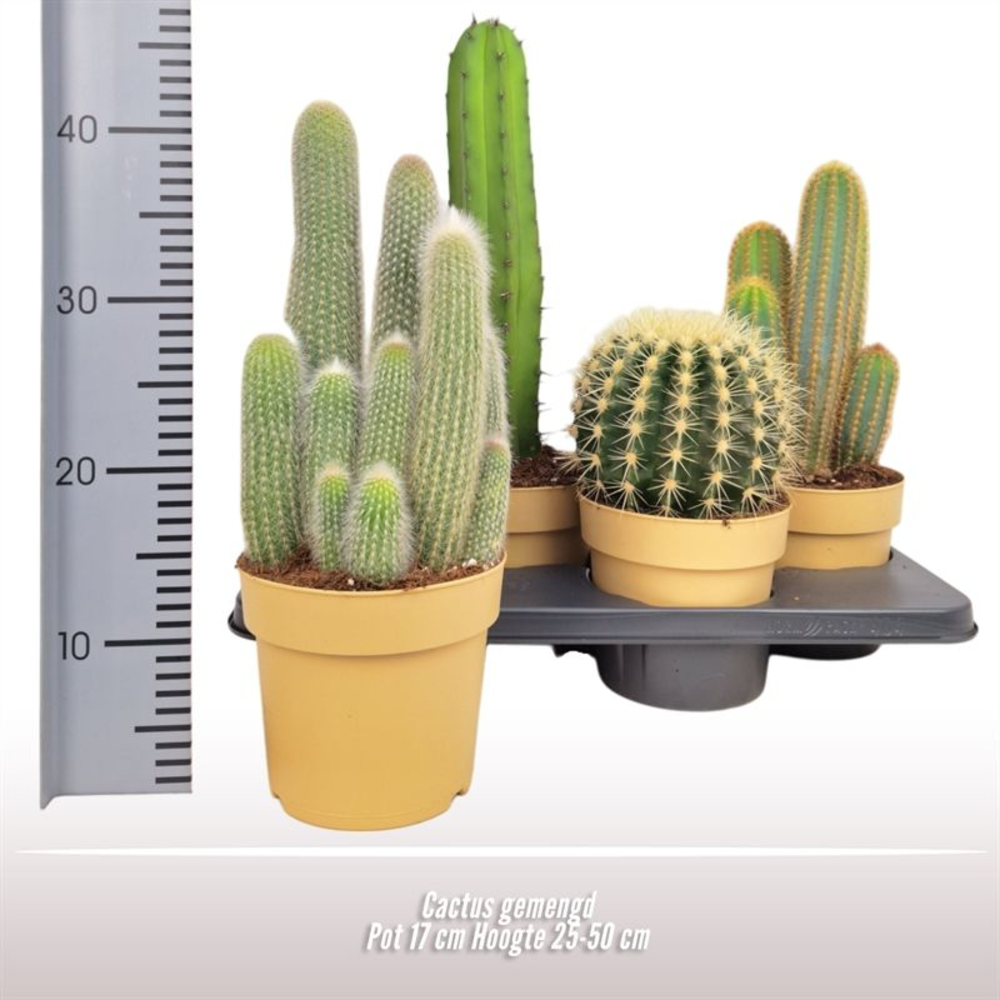 Cactus gemengd.