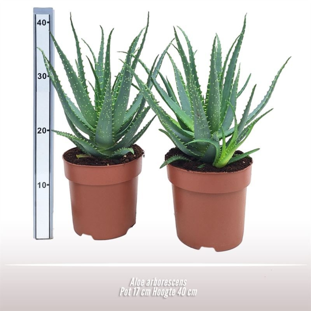 Aloe arborescens.