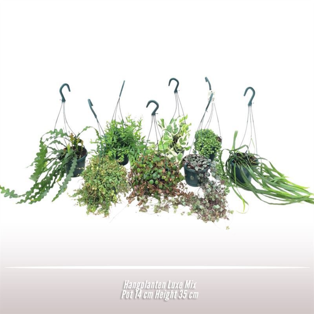 Hangplanten Luxe Mix.