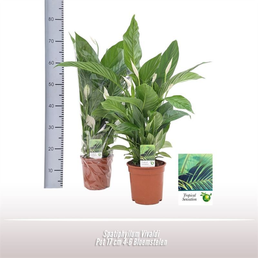 Spathiphyllum Vivaldi.