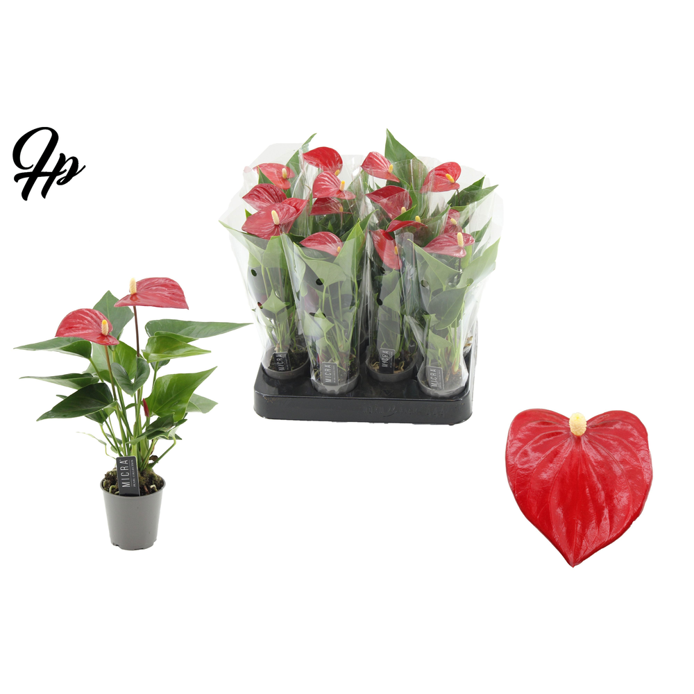 Anthurium Micra in transparant sleeve.