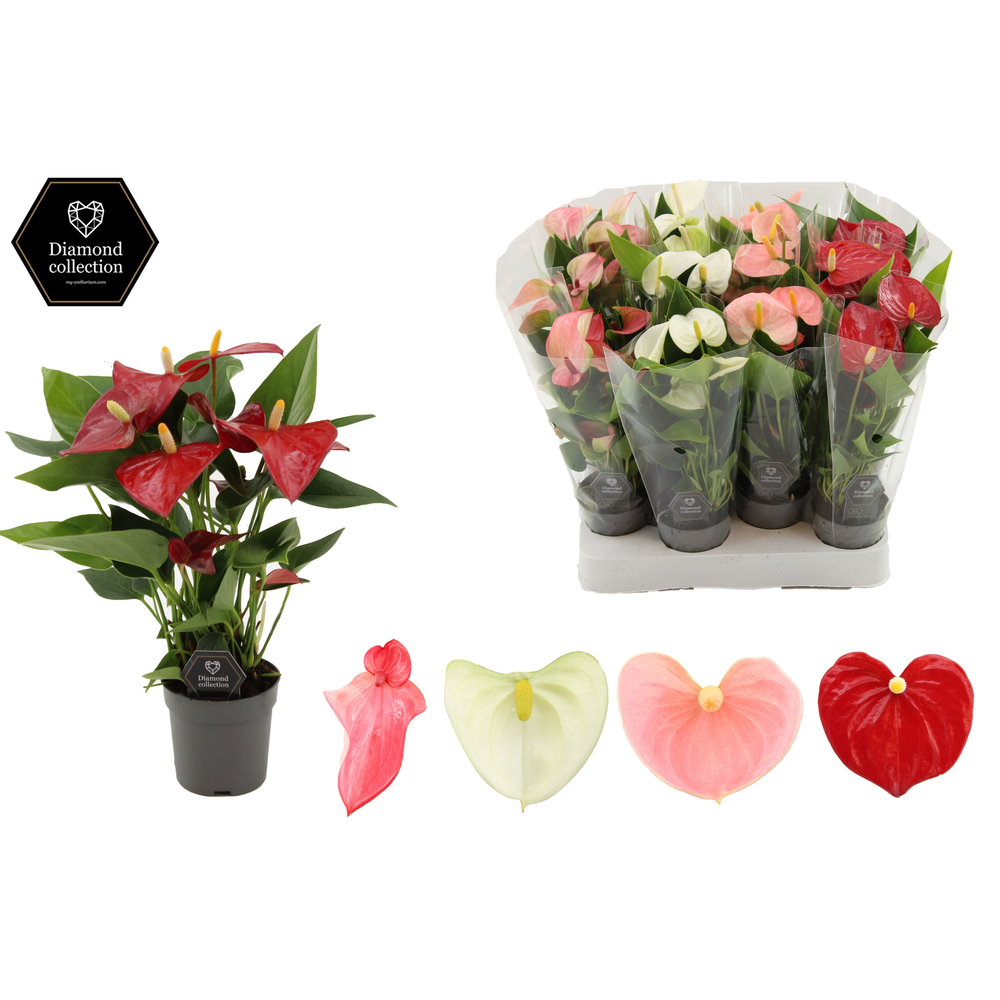 Anthurium 7 cm 3 color mix - Diamond Etiket - Blan.