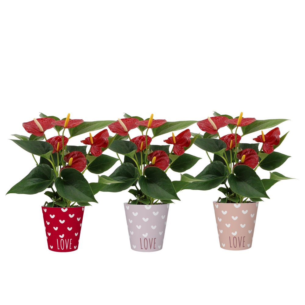 Anthurium Diamond Red in You and Me smartcup.