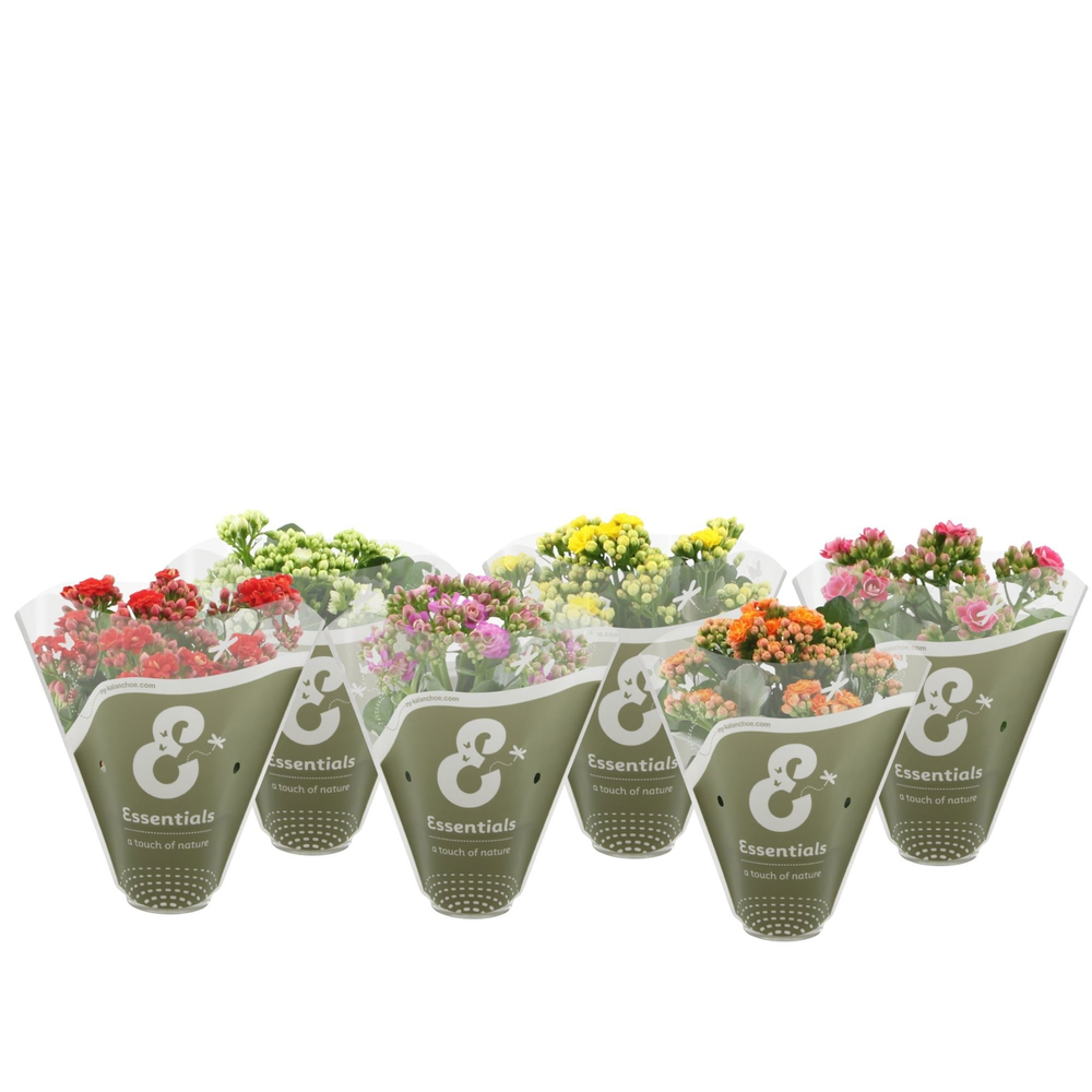 Kalanchoë 5 color mix in Essentials sleeve.