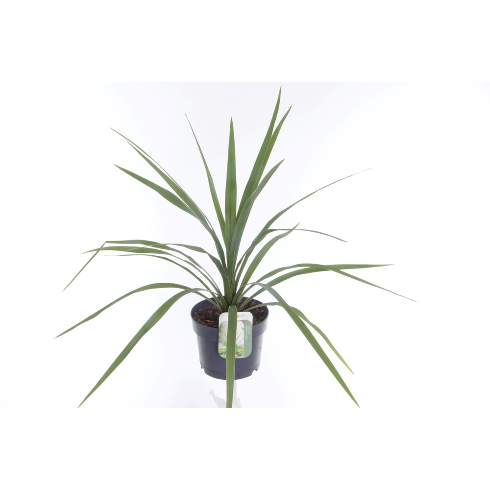 Cordyline australis Peko.