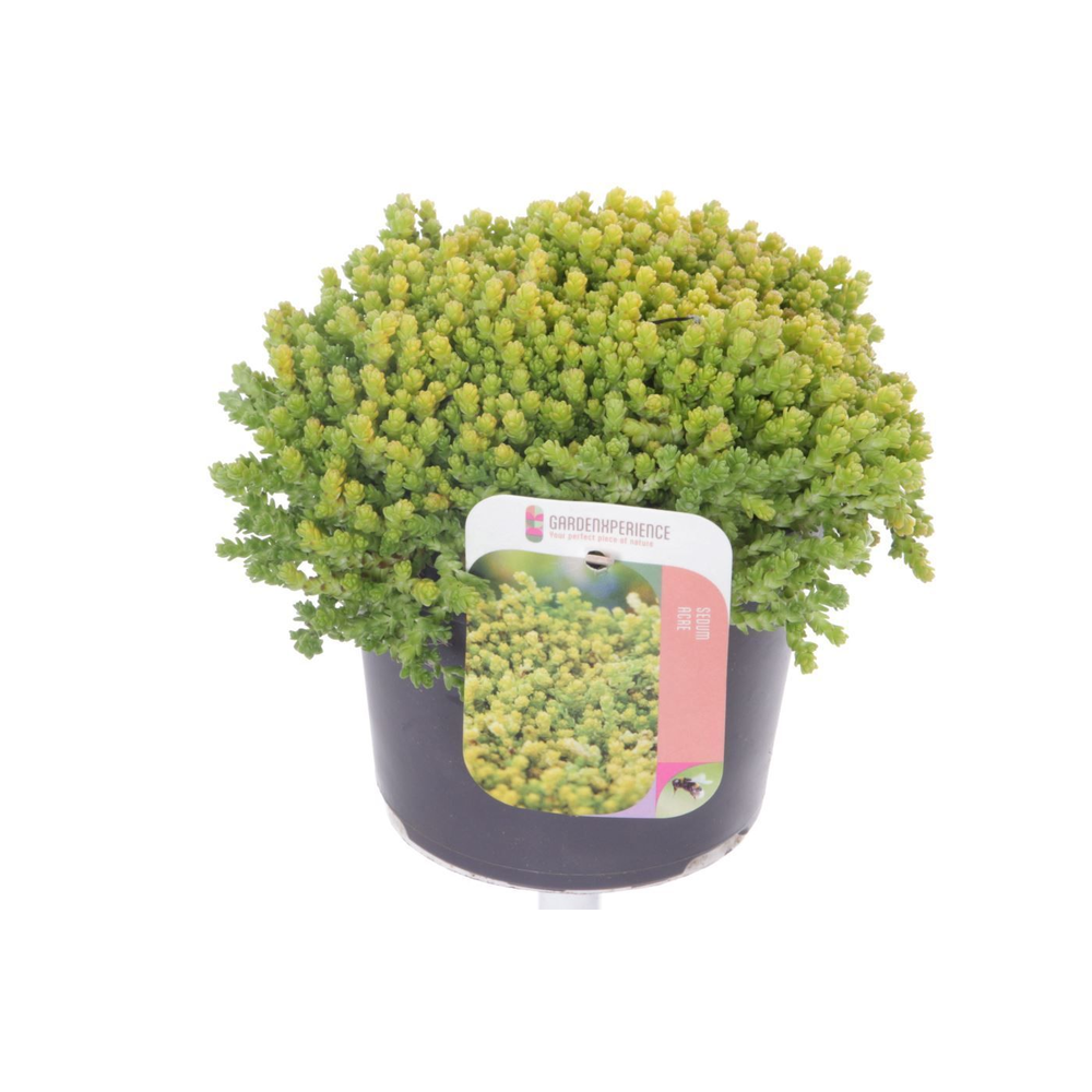 Sedum acre.