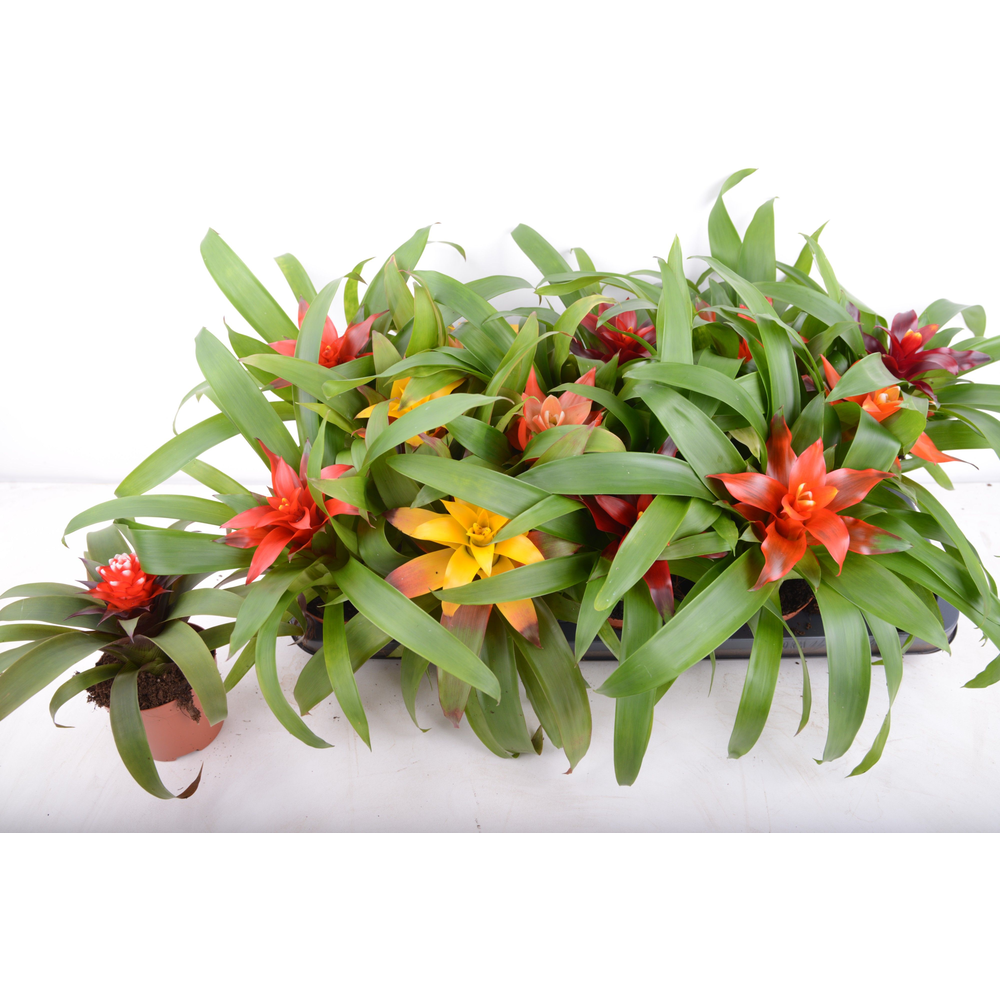guzmania mix 8 soorten.