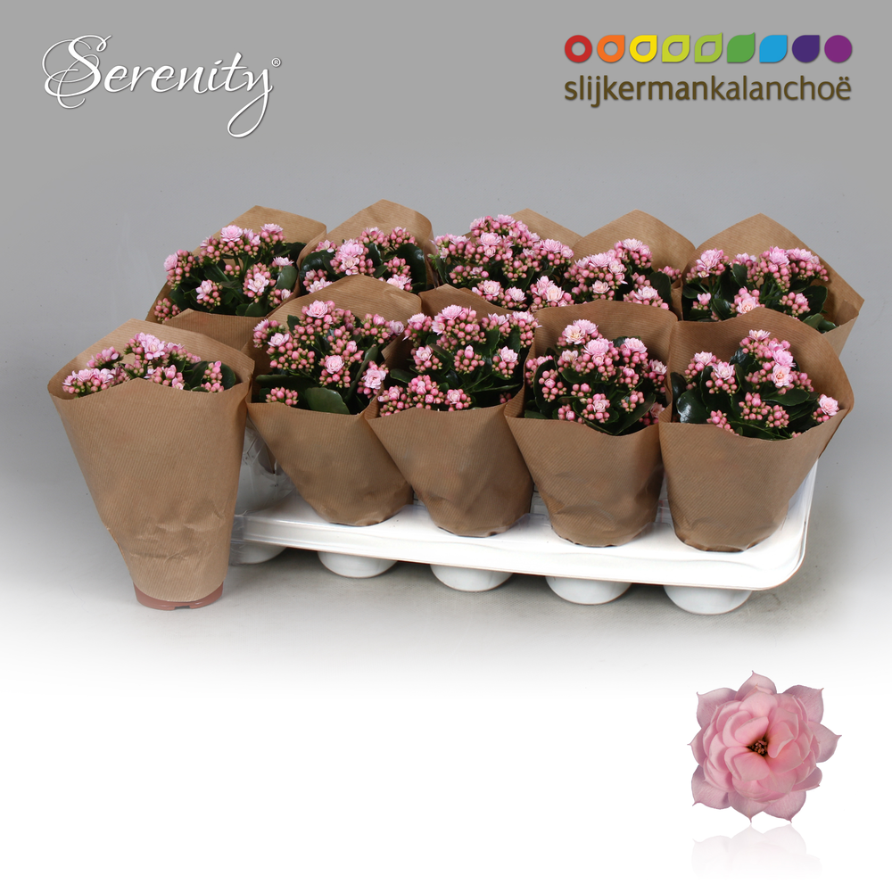 Kalanchoe papersleeve - Serenity Soft Pink.