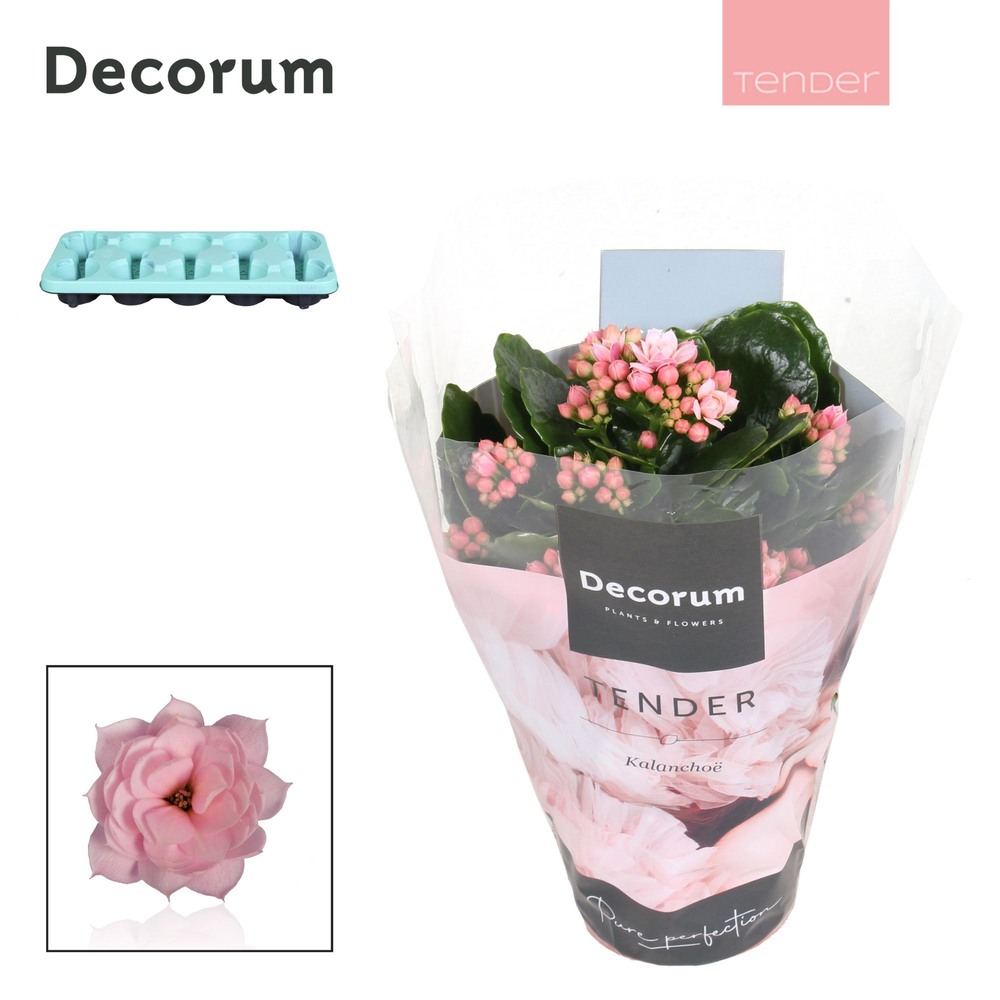 Kalanchoe Decorum TENDER - Serenity Soft Pink.