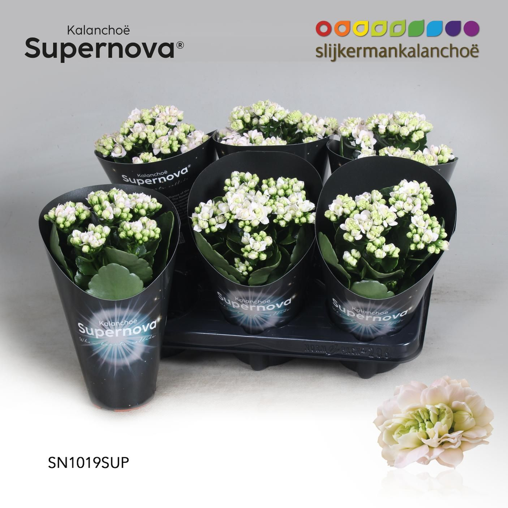 Kalanchoë Supernova Pinkish White.