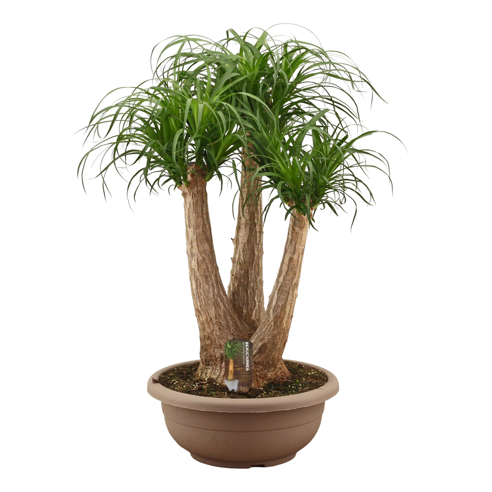 Beaucarnea vertakt compact in 40 cm schaal.