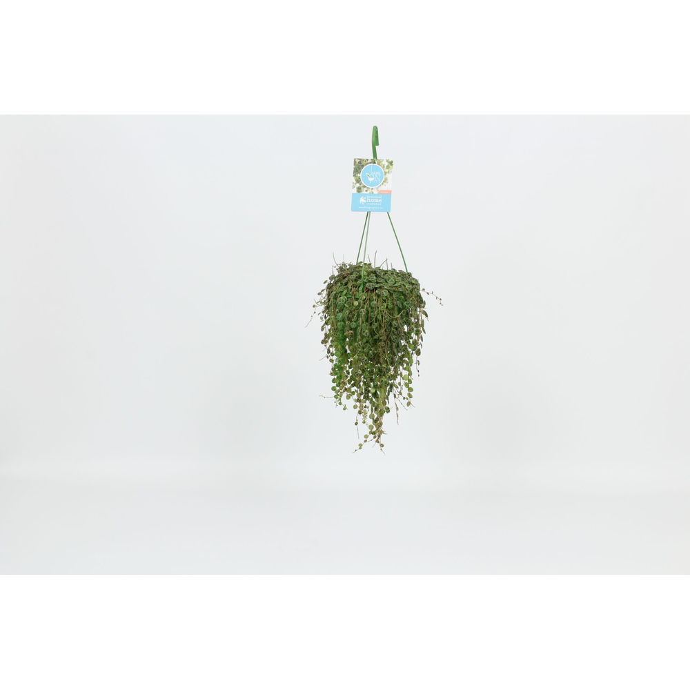 Hangongreen Peperomia Prostrata 14 cm.