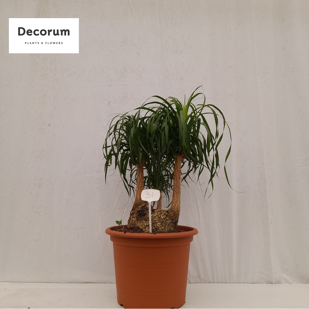 Beaucarnea vertakt op nummer 31.