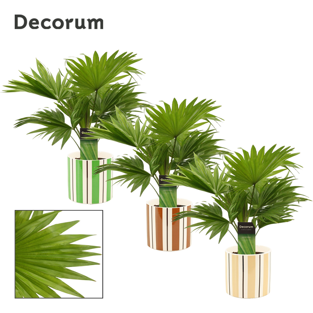 Livistona Rotundifolia 12 cm in Beau (Natural bubb.