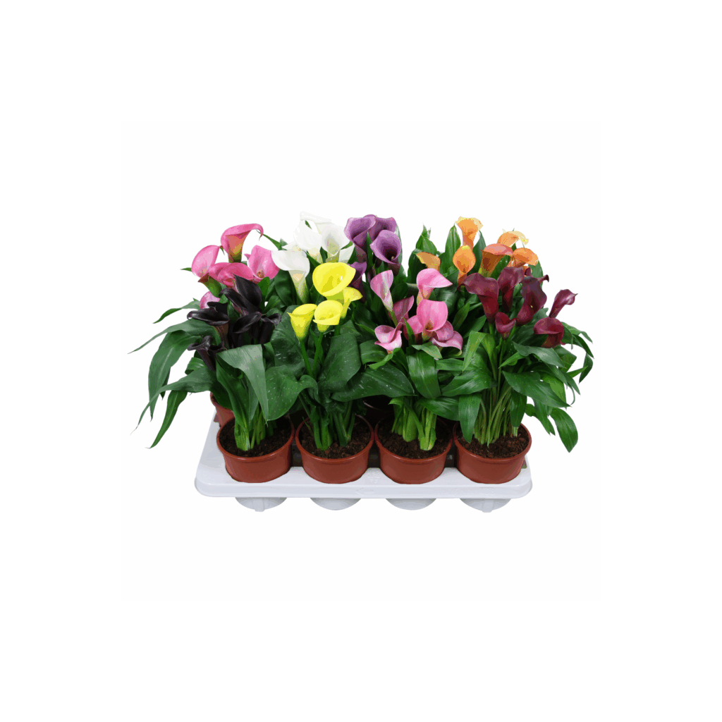 Zantedeschia gemengd Calla mix.
