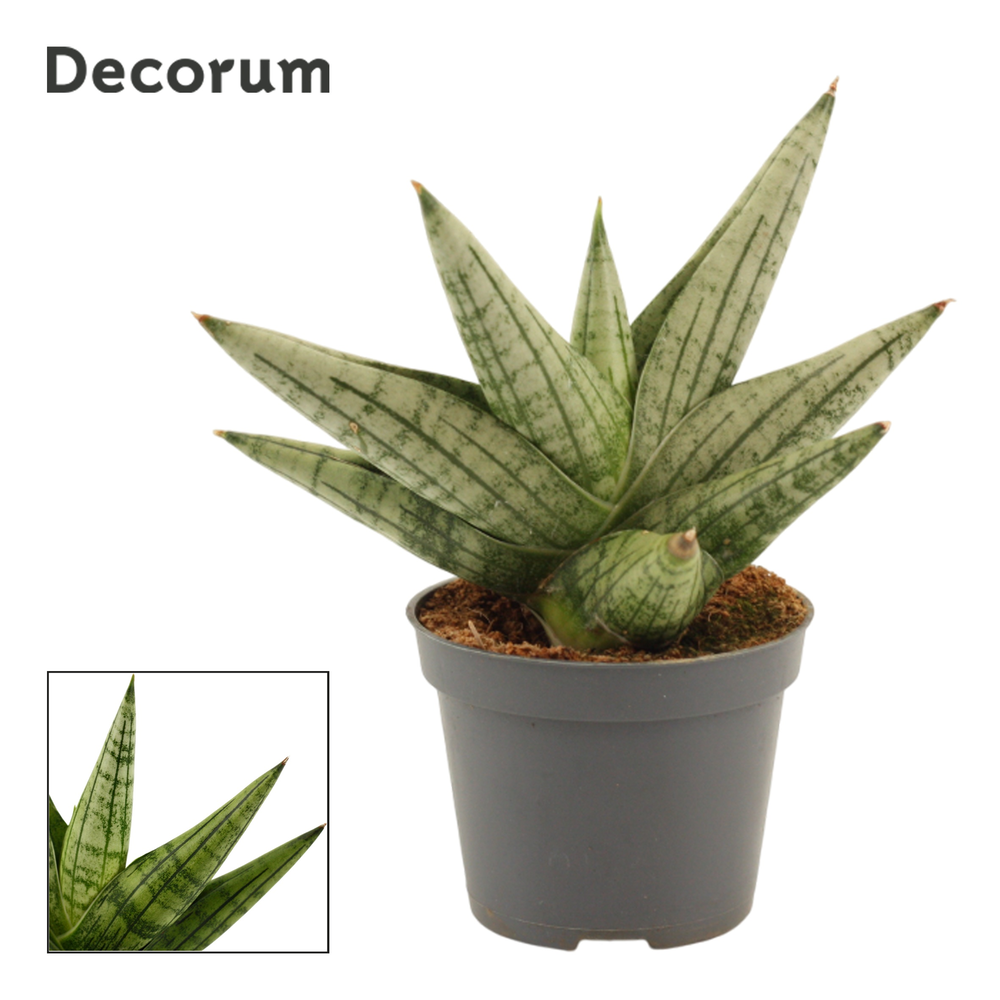 Sansevieria Yaya Fan 6 cm (Decorum).