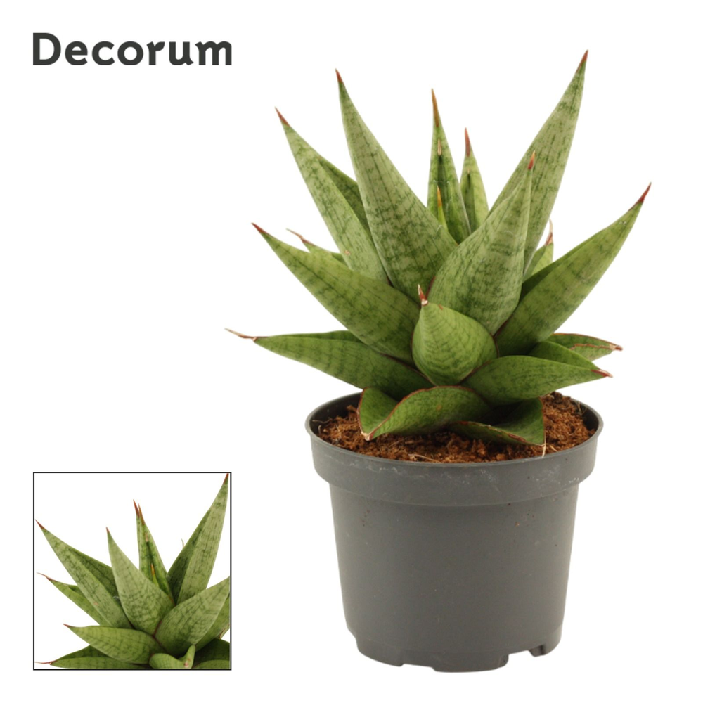 Sansevieria Snow Lotus Crown 9 cm (Decorum).