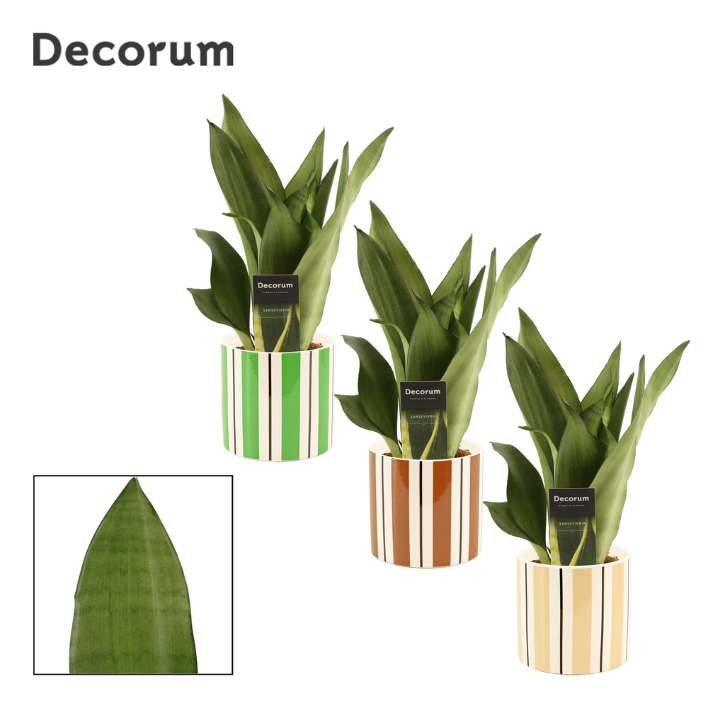 Sansevieria Moonshine 12 cm in Beau (Natural bubbl.
