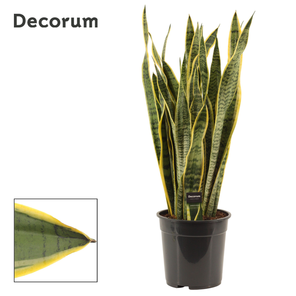 Sansevieria Laurentii 24 cm (Decorum).