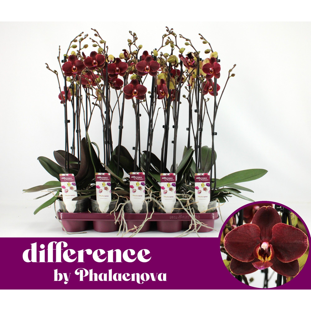 Ola 2-tak 60cm (GROEN).