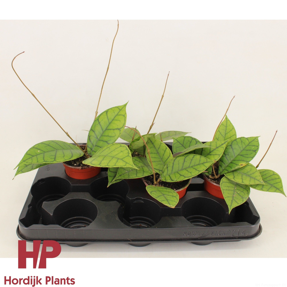 Hoya callistophylla 'KAL 16' P9.