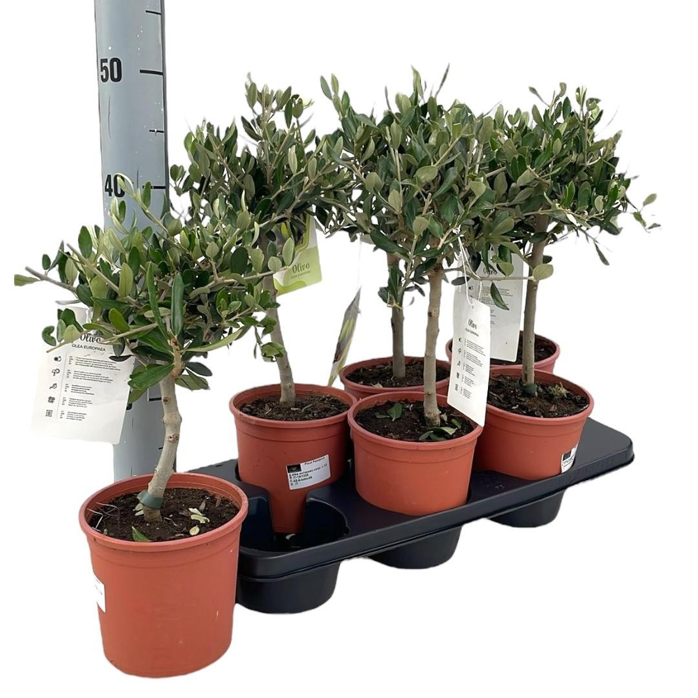 Olea europaea "op stam".