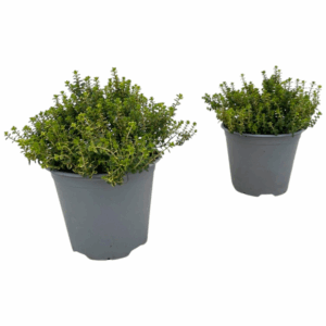 Thymus citriodorus Aureus.