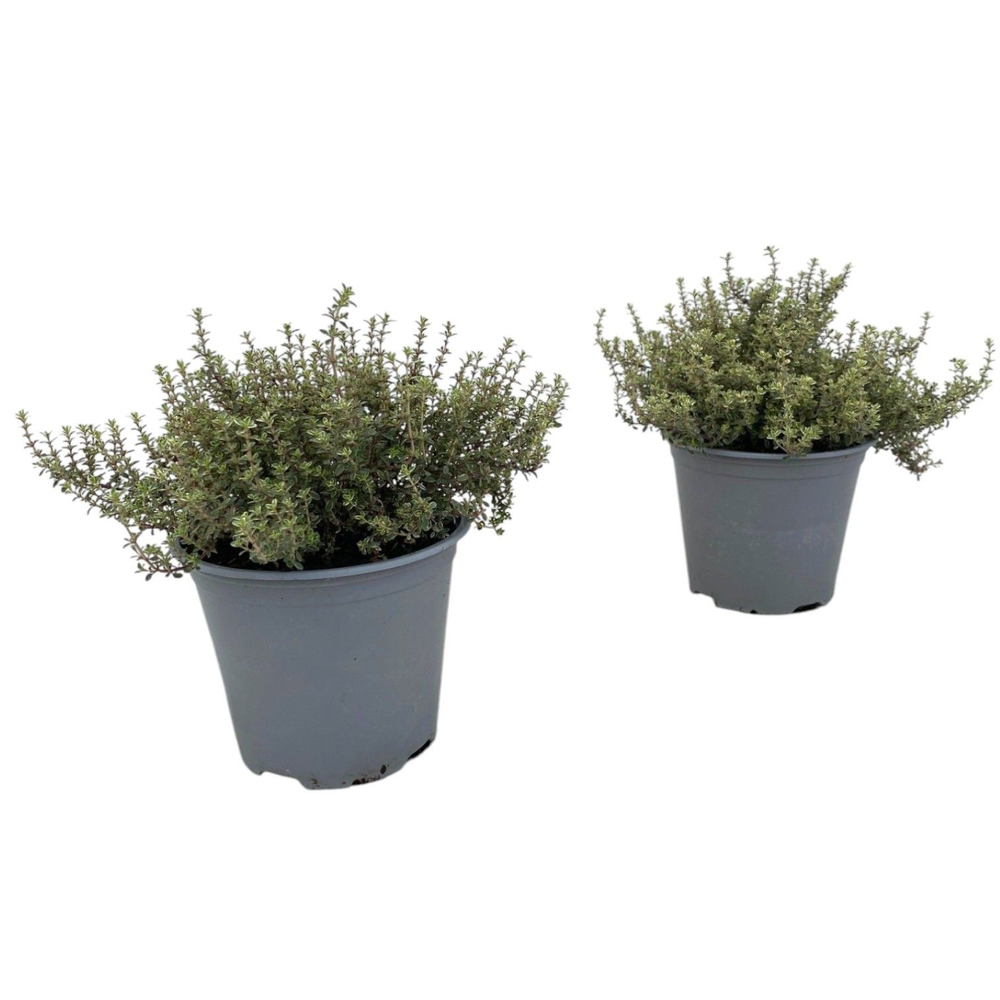 Thymus Silver Queen.