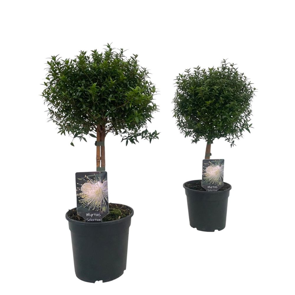 Myrtus communis "op stam".