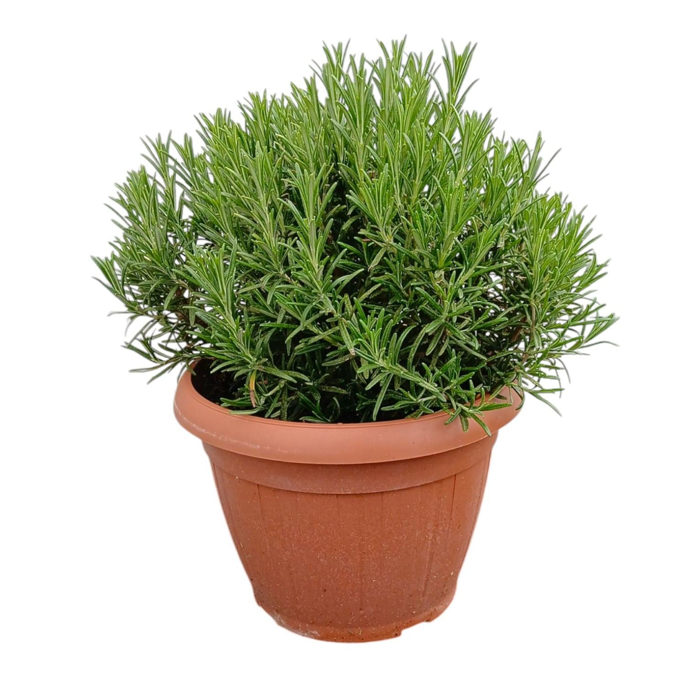 Rosmarinus officinalis.