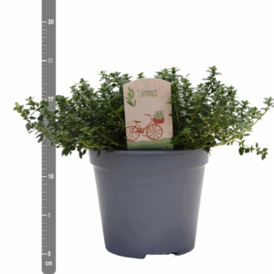 Thymus gemengd in tray.