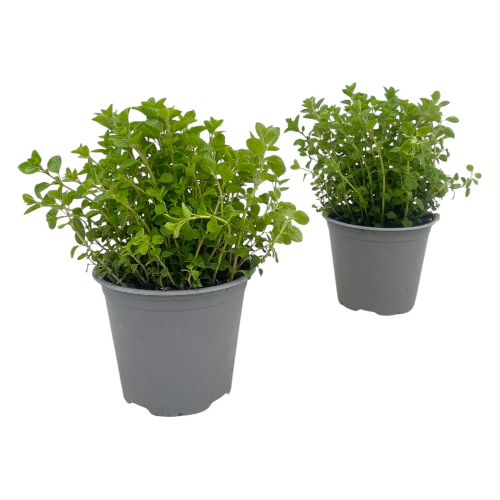 Origanum vulgare.