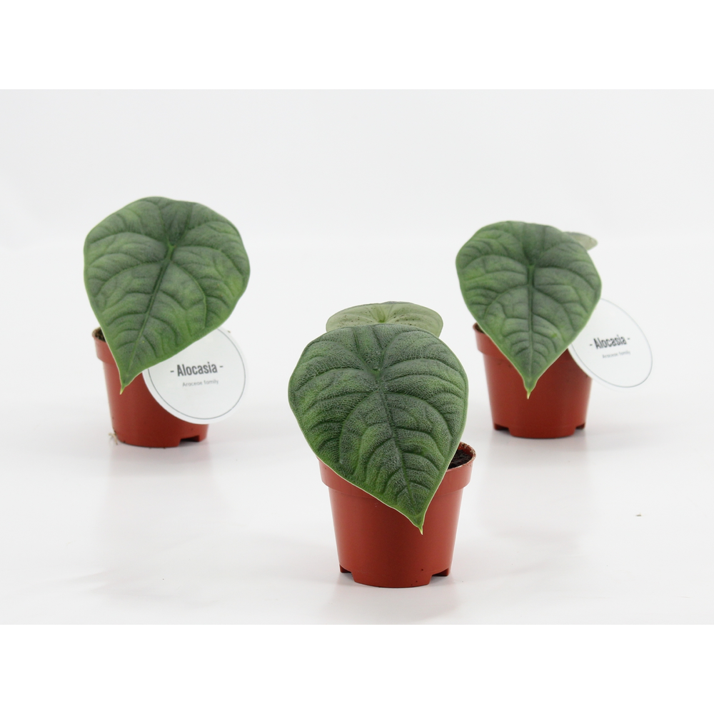 Alocasia Maharani.