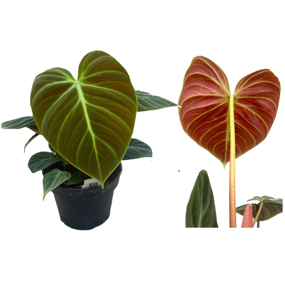 Philodendron 'El Choco Red'.