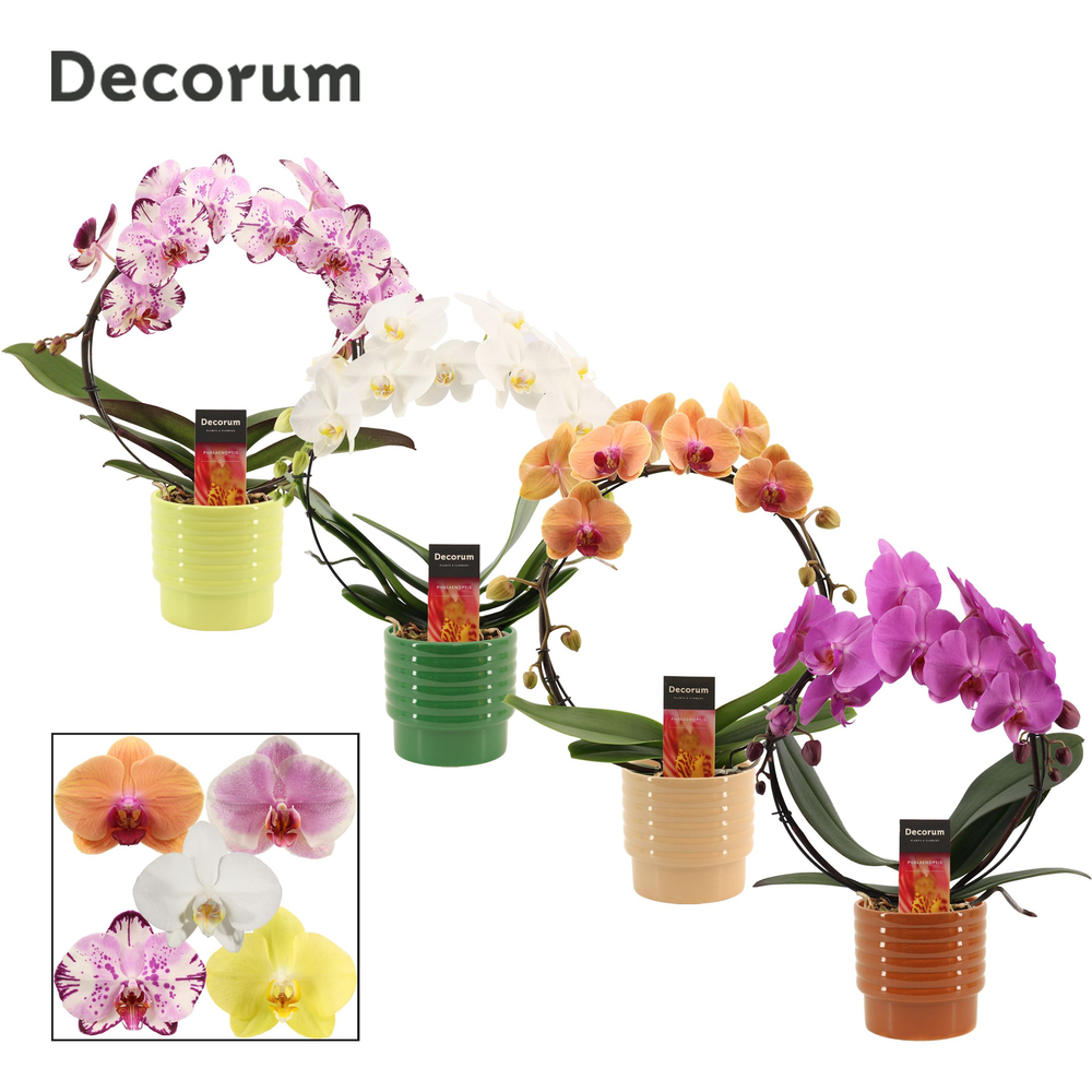 Phalaenopsis boog mix in Naemi (Natural bubble-col.