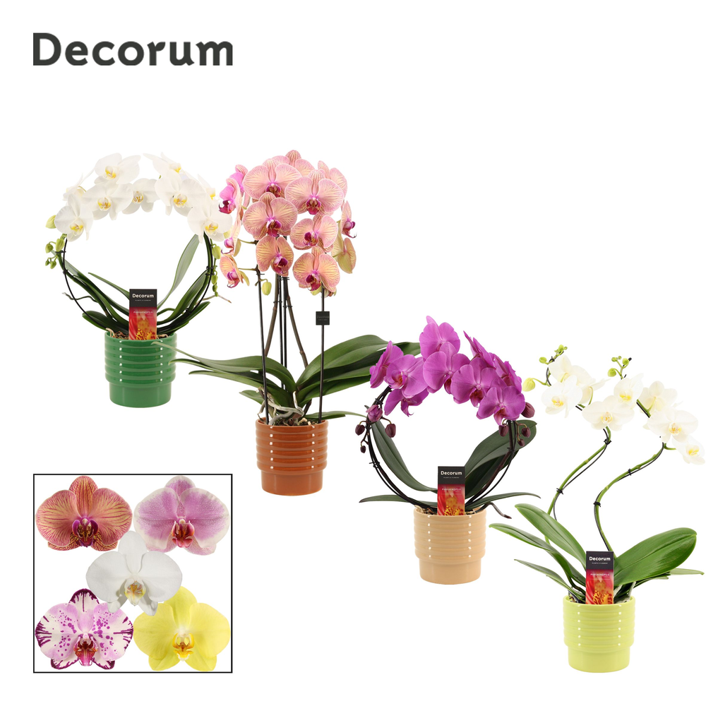 Phalaenopsis vormen mix 2 tak in Naemi (Natural bu.