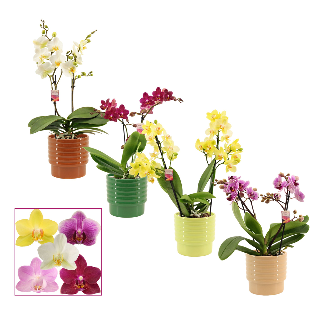 Phalaenopsis multiflora 2 tak mix in Naemi (Natura.